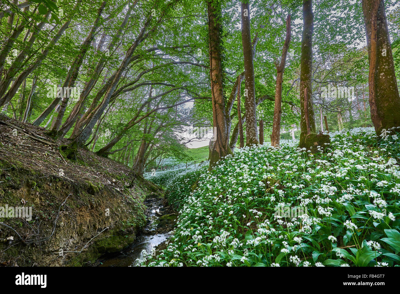 Ancient Woodland in Spring with Ramsons Stock Photo