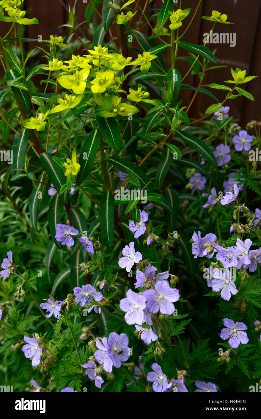 geranium mrs kendall clarke euphorbia spring flower flowers combination flowering perennial blue green RM Floral Stock Photo