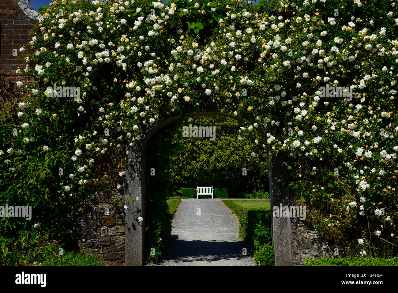 Rosa Pauls Himalayan Musk walled garden entrance gate gateway cover