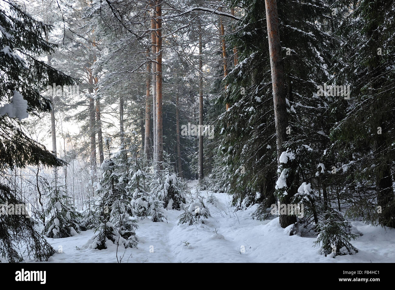 wintery snow covered forest view Stock Photo - Alamy