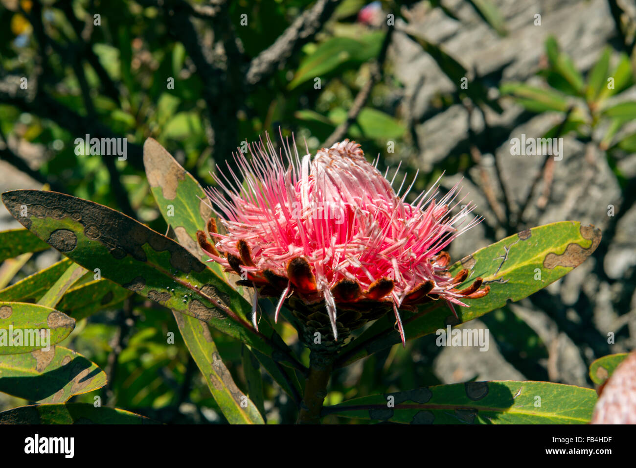 Proteas growing on the Drakonsgberg Mountains, South Africa Stock Photo