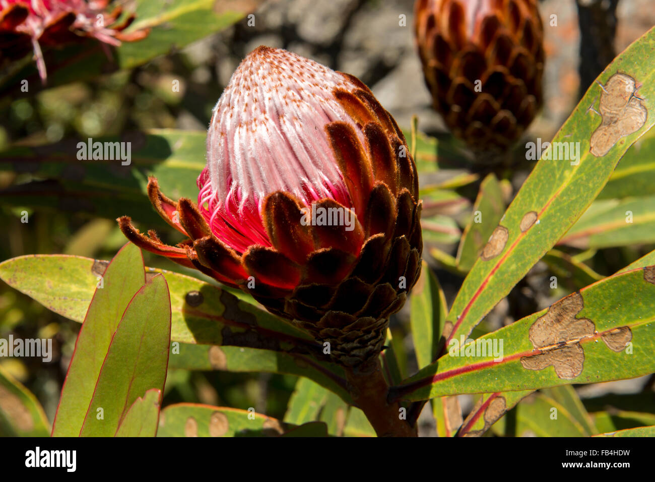 Proteas south africa hires stock photography and images Alamy