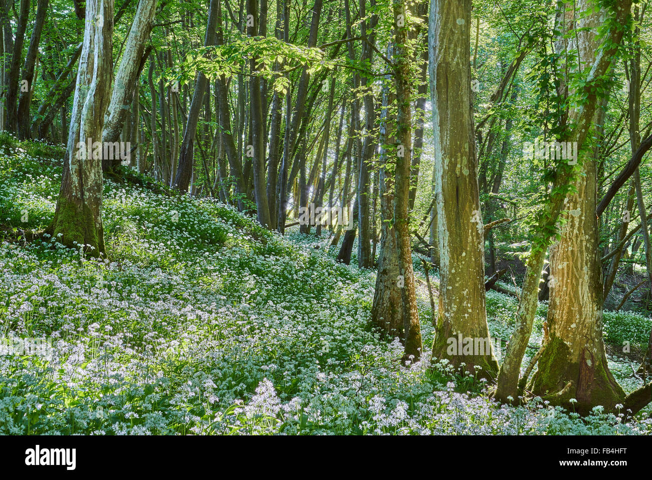 Ancient woodland with a carpet of Ramsons Stock Photo