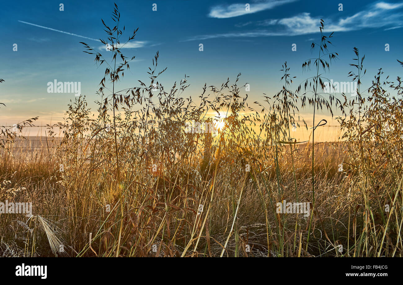 About dry grasses hi-res stock photography and images - Alamy