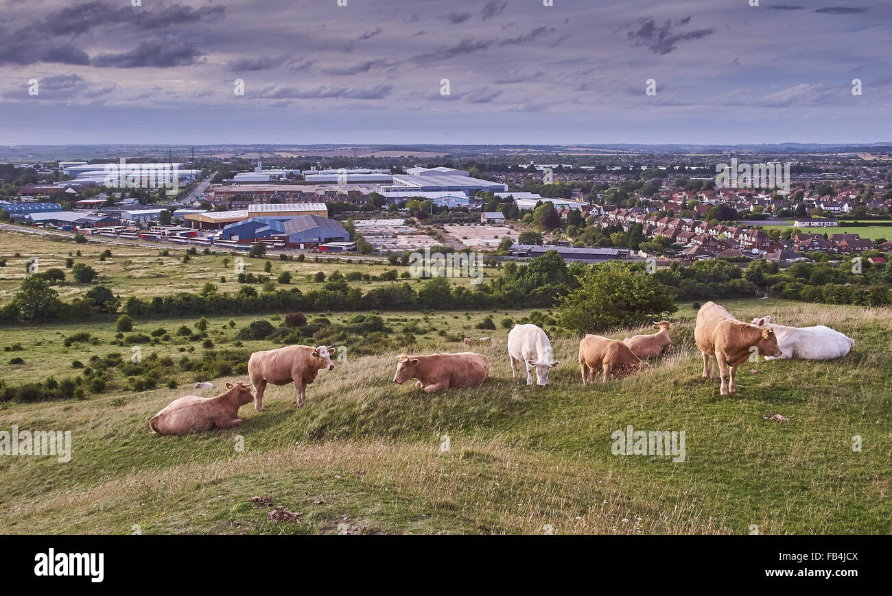 Downland View of Dunstable from the Blows Downs Stock Photo