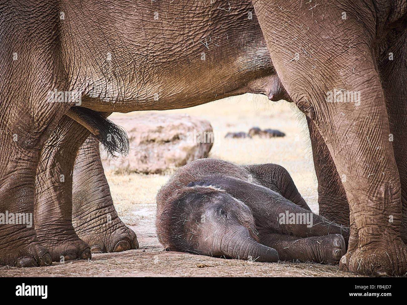 Baby Asian elephant relaxed underneath its mother Stock Photo