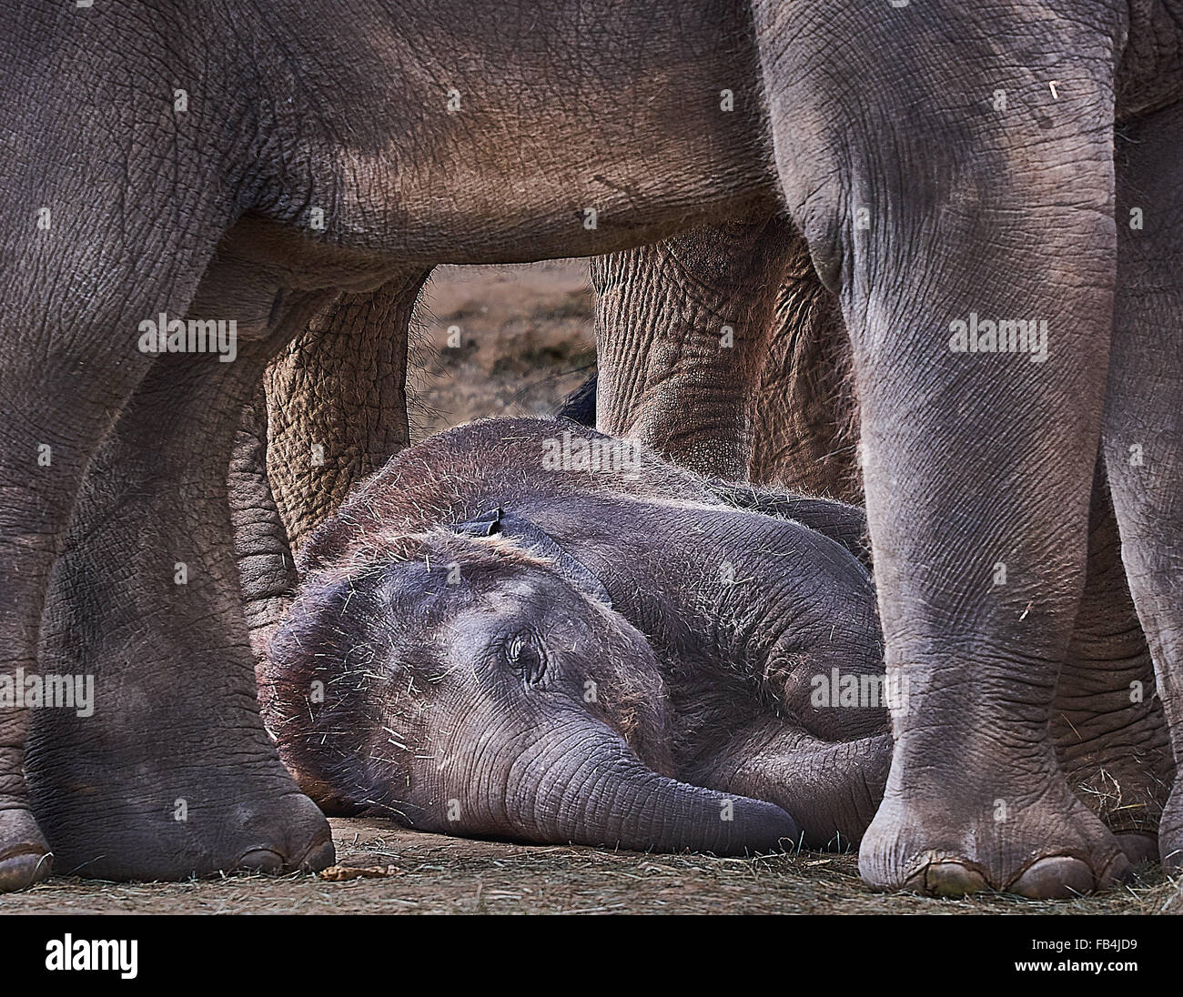 Baby Asian elephant relaxed underneath its mother Stock Photo