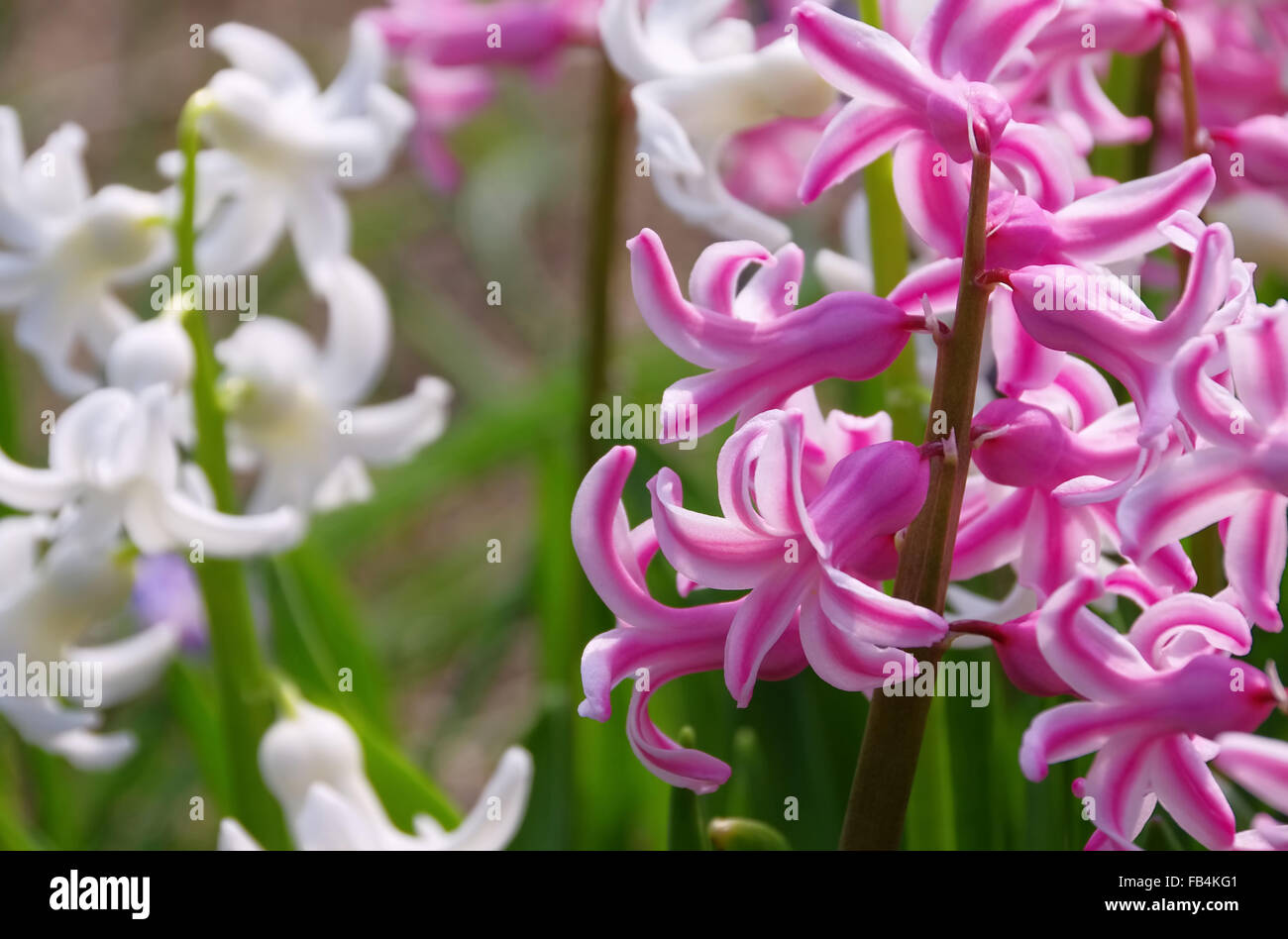 Hyazinthe - hyacinth 03 Stock Photo