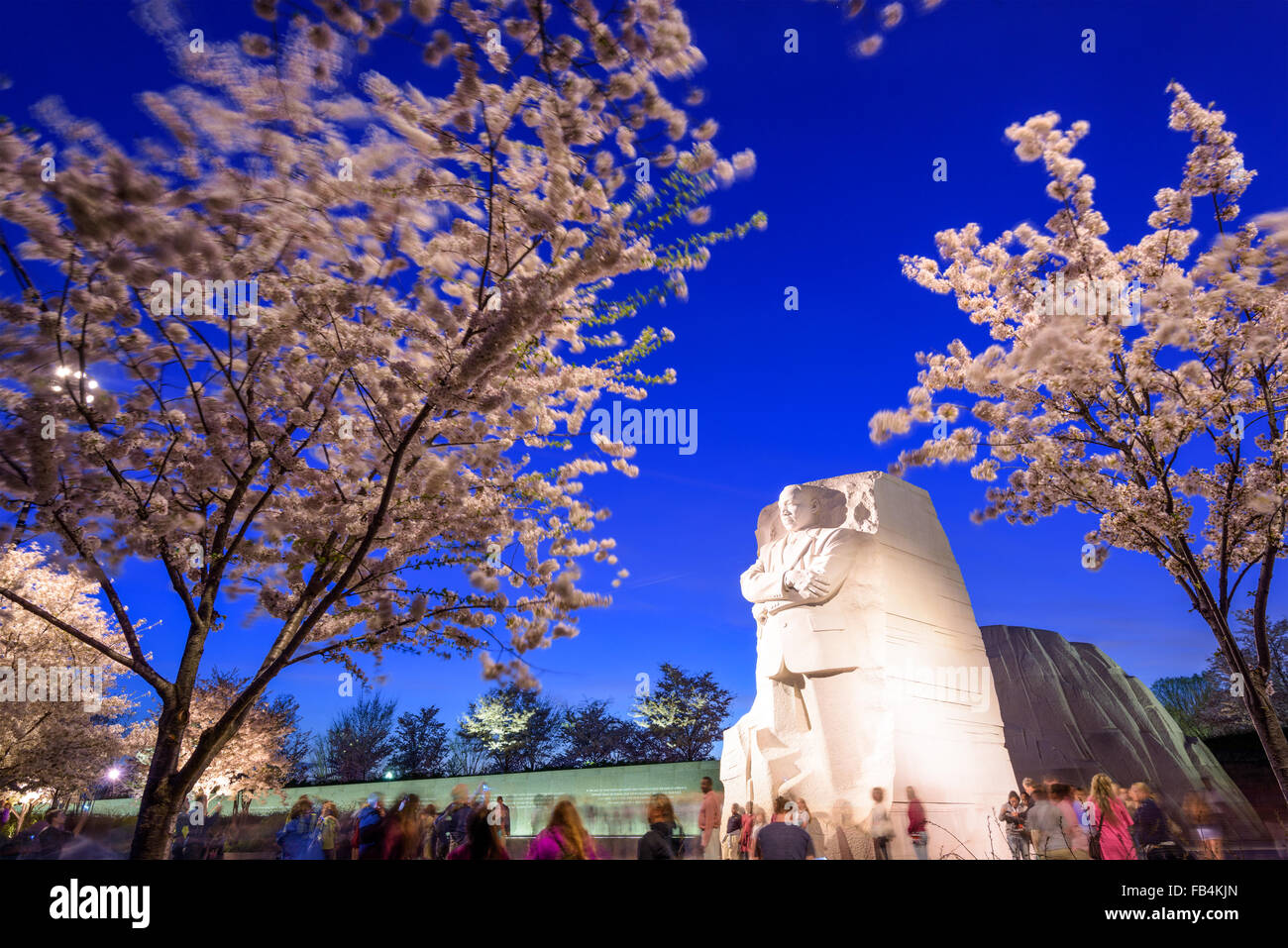 The memorial to the civil rights leader Martin Luther King, Jr. in Wasington DC, USA during the spring cherry blossom season. Stock Photo