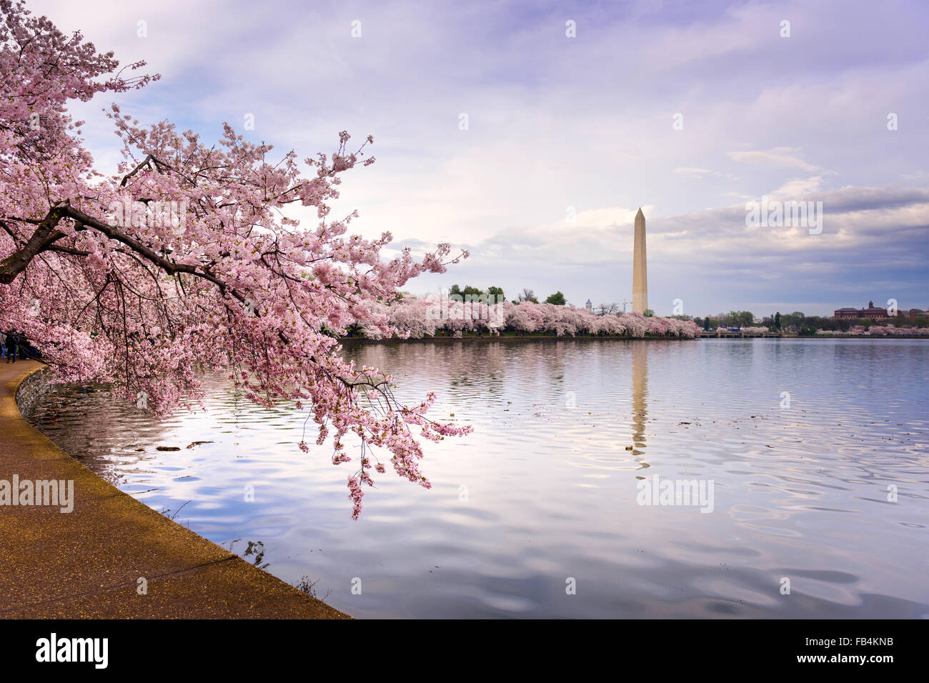 Washington DC, USA at the tidal basin with Washington Monument in spring season. Stock Photo