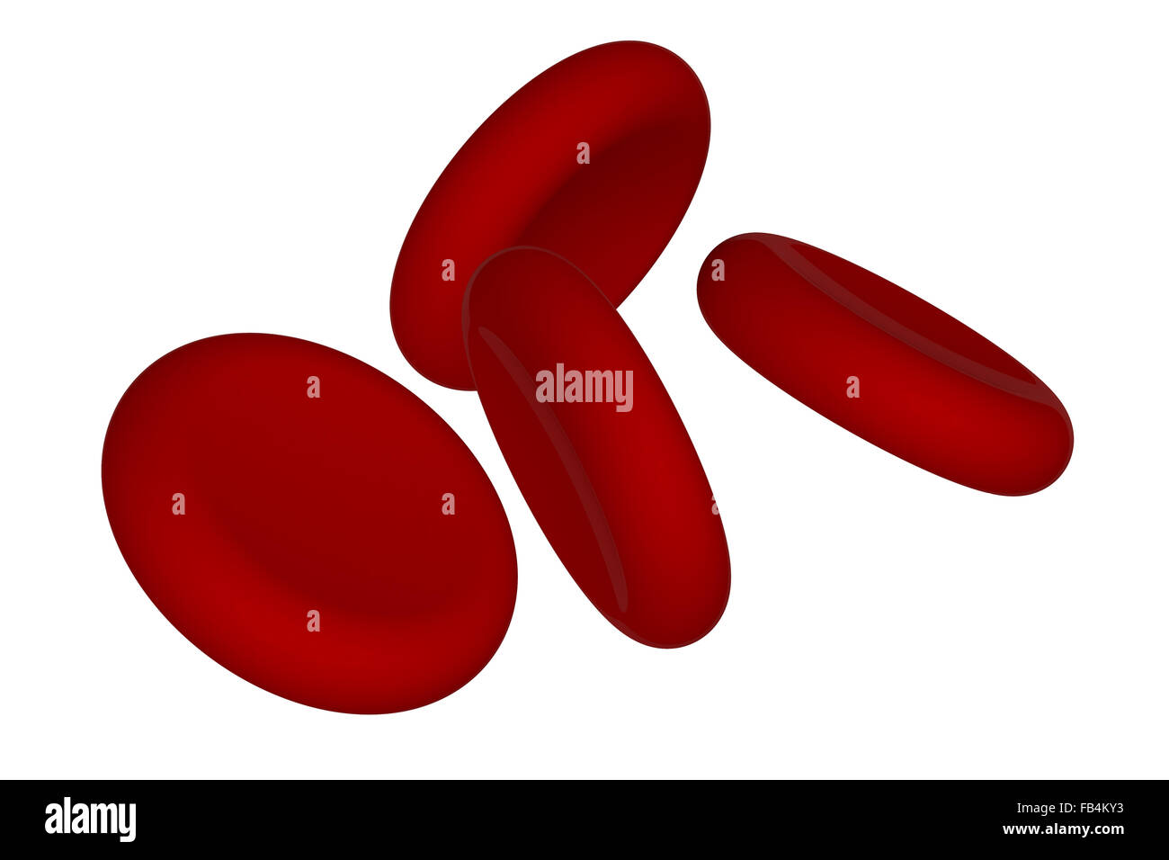 red blood cells  isolated on white background Stock Photo