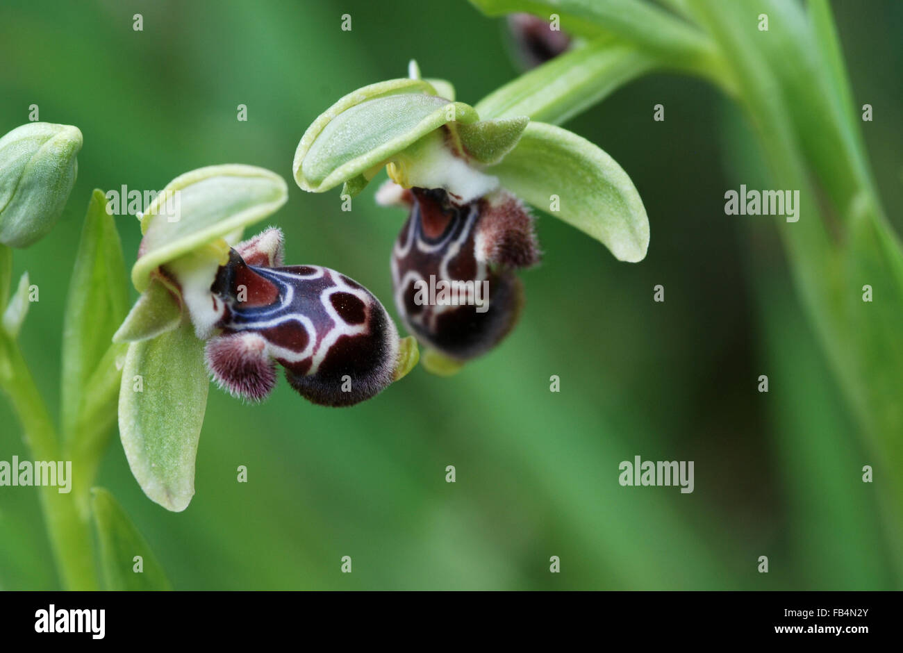 Colorful Ophrys kotschyi orchid wild flower Stock Photo