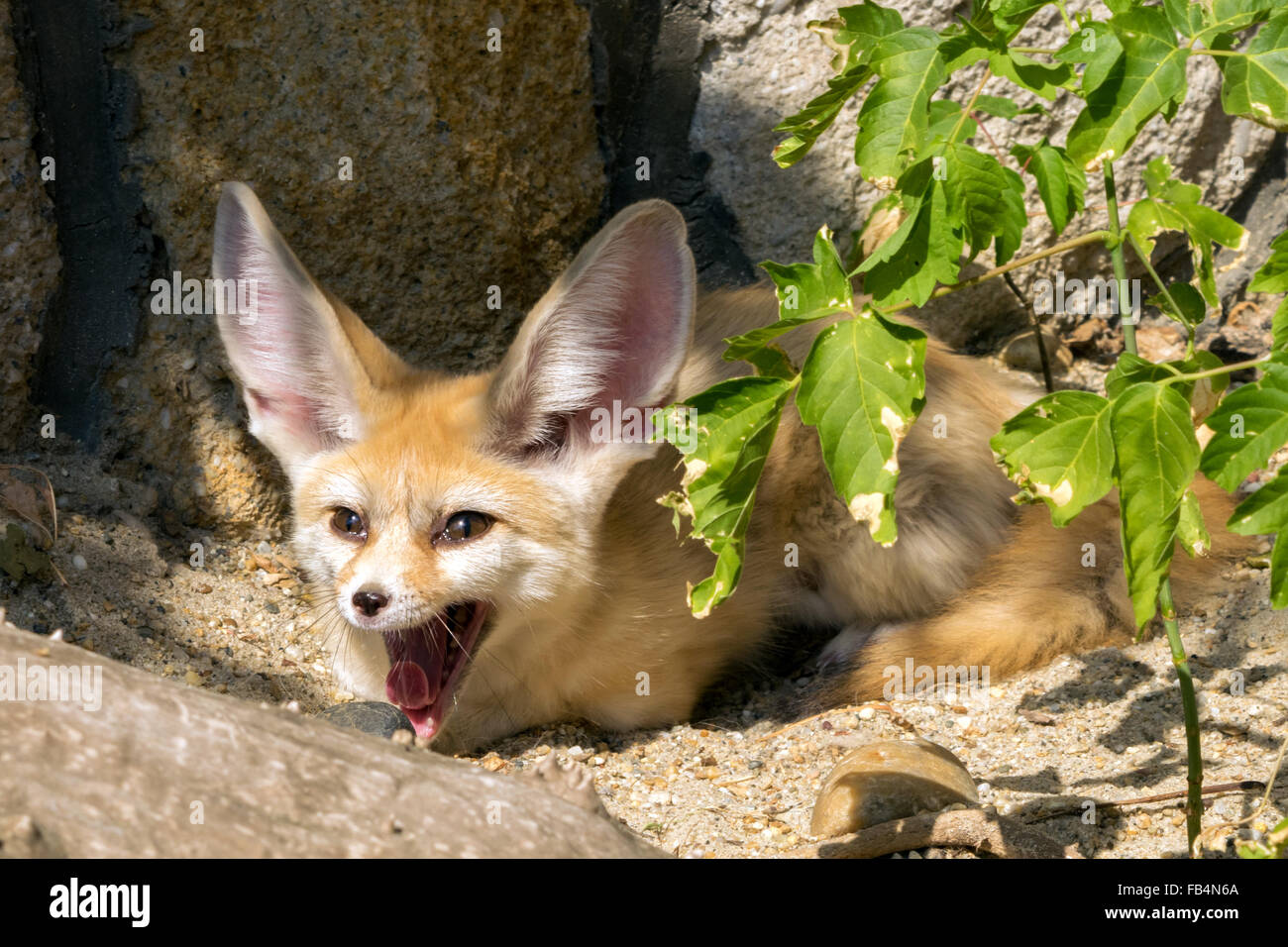 Fennec fox (Vulpes zerda) yawning Stock Photo Alamy