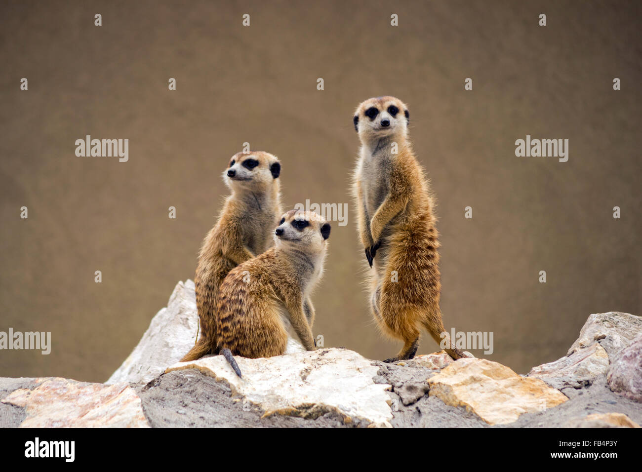 Meerkats (Suricata suricatta) Stock Photo