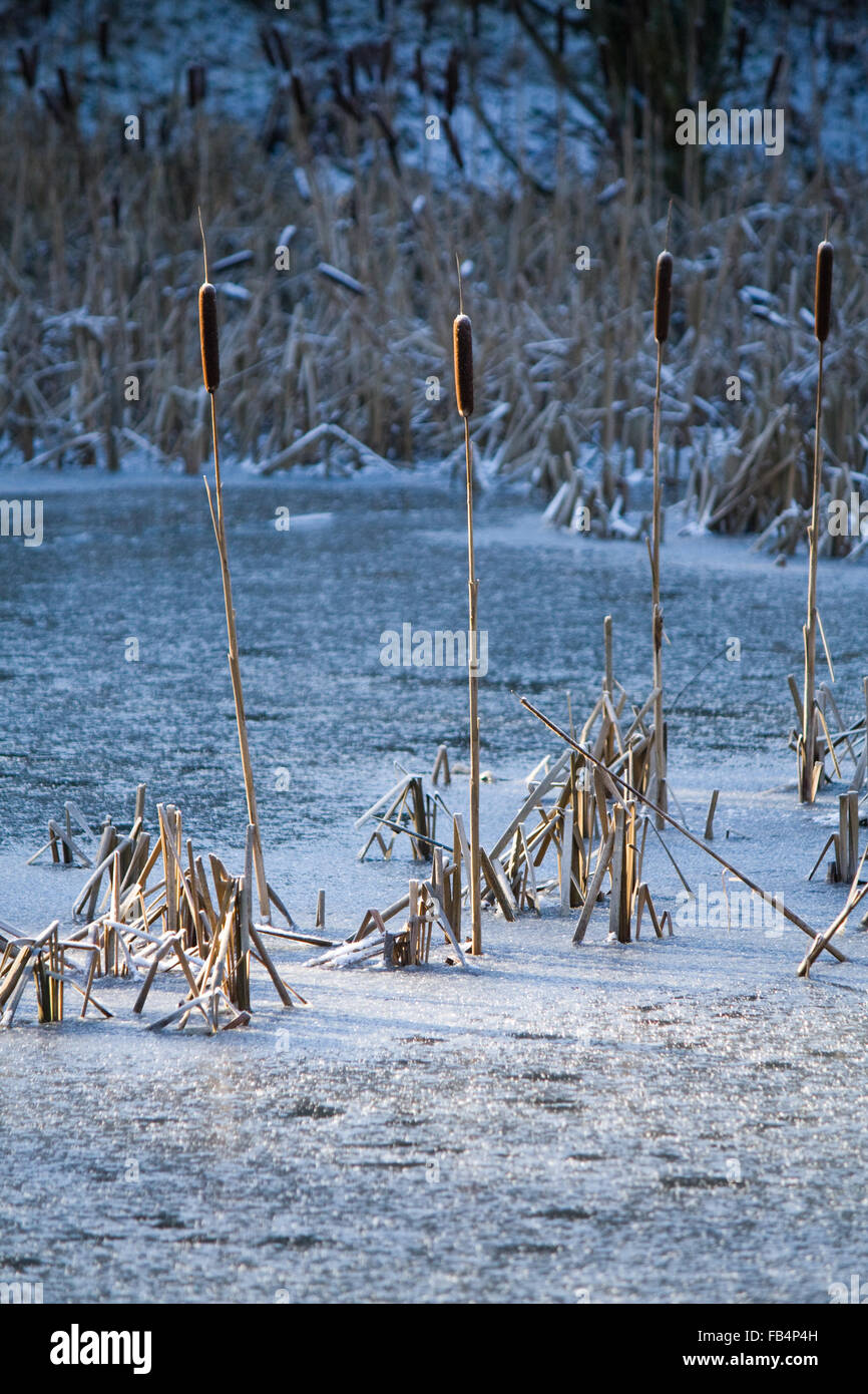 Cattails in winter hires stock photography and images Alamy