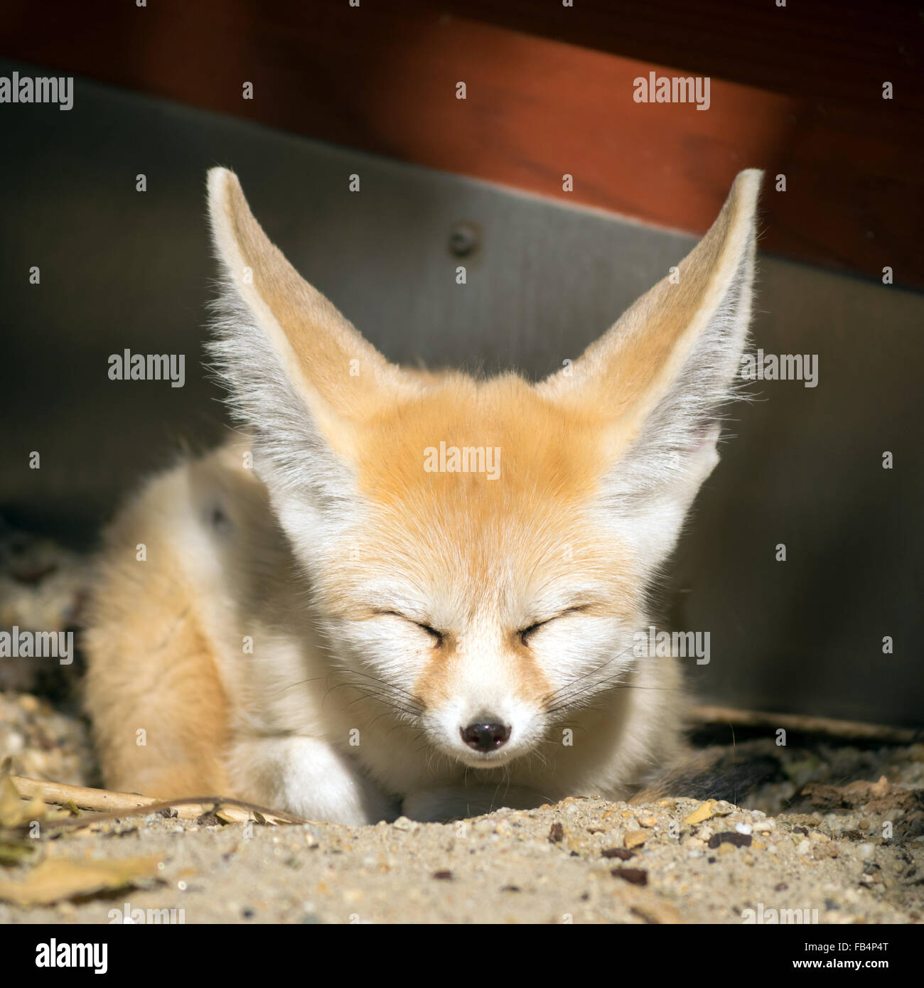 Fox with eyes closed hi res stock photography and images Alamy