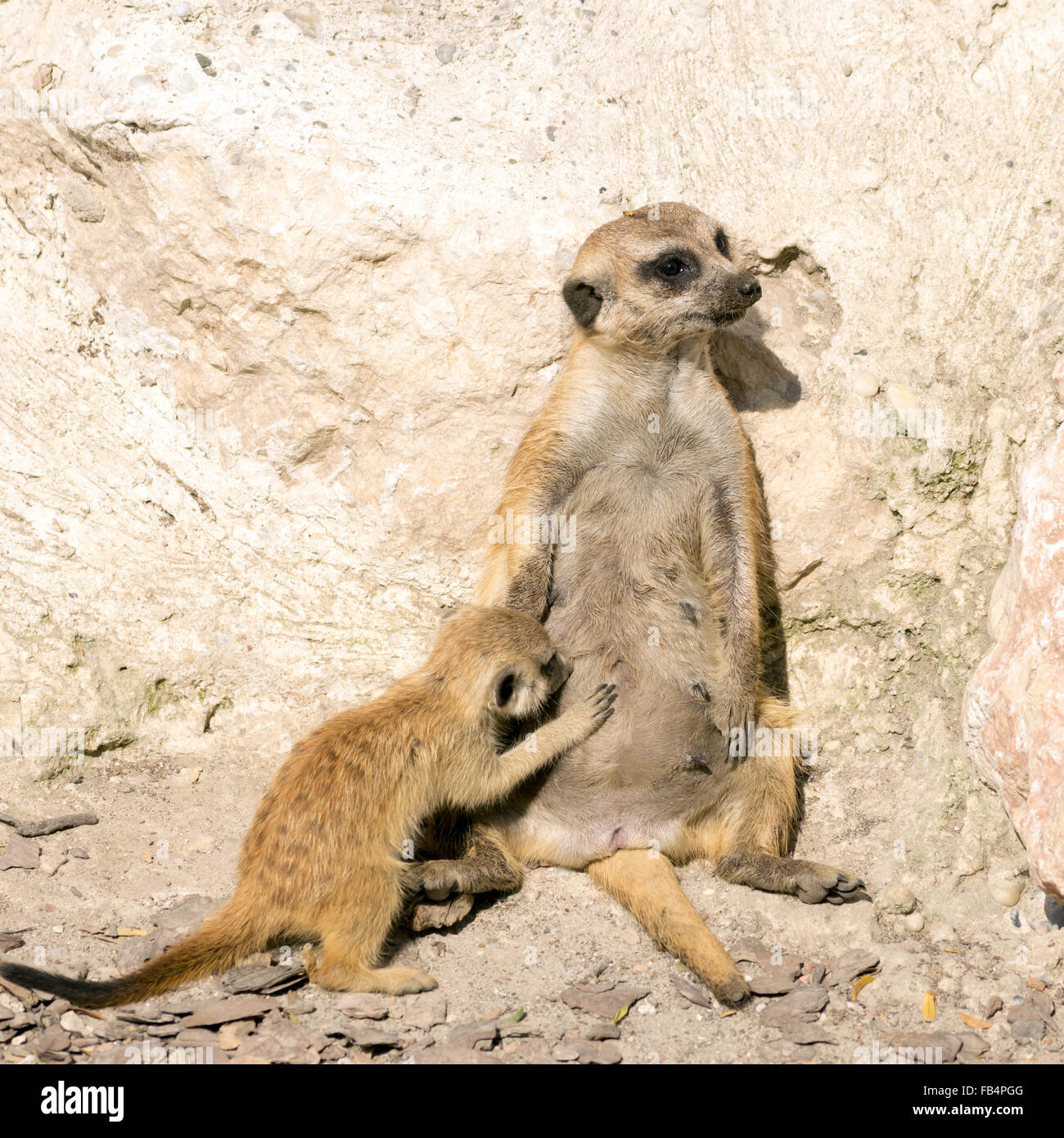 Baby meerkat (Suricata suricatta) suckles Stock Photo