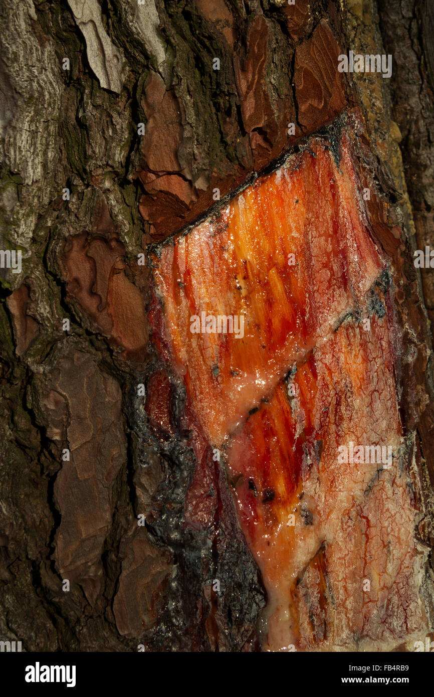 tree sap Stock Photo