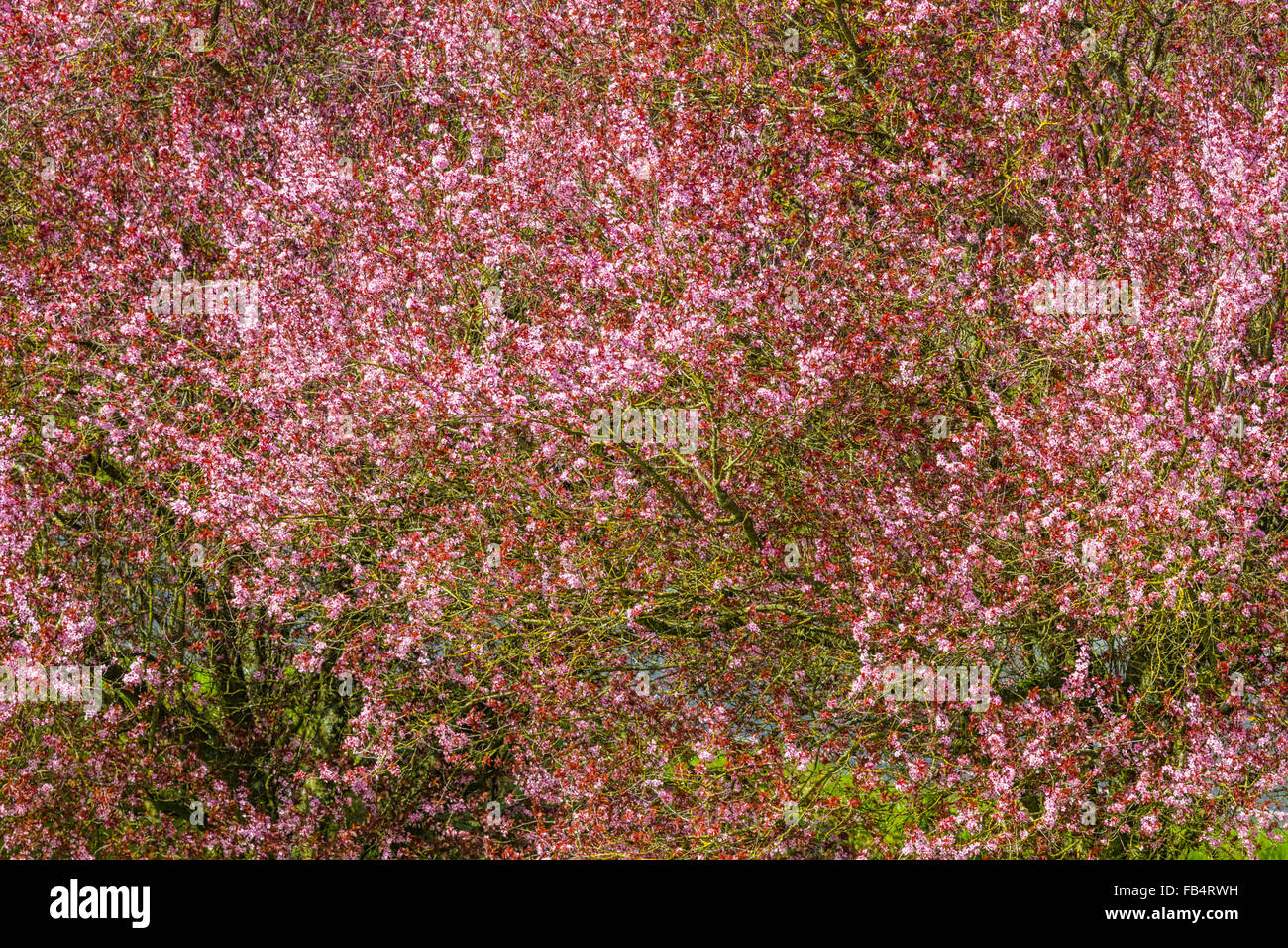 blossoming trees, Vancouver Island Stock Photo Alamy