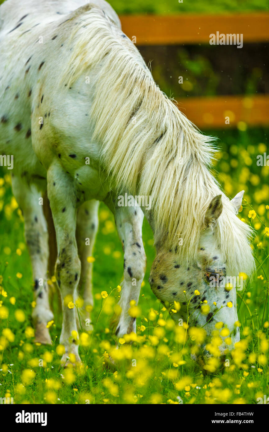 white horse grazing in field of wild flowers, Vancouver Island Stock ...