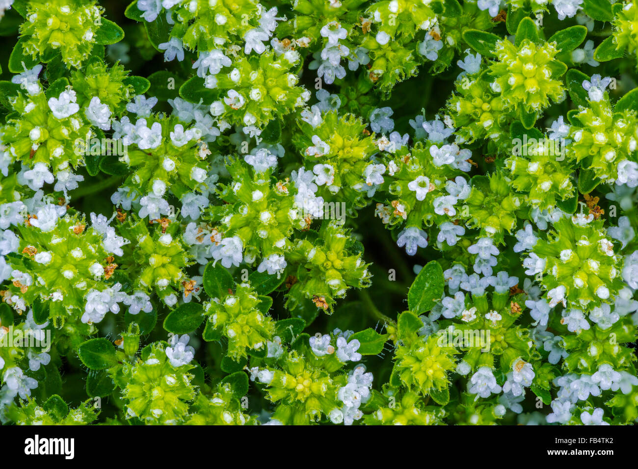 British wild flowers hi-res stock photography and images - Alamy