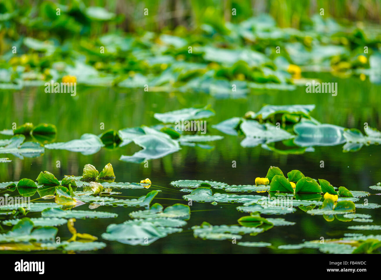 Pond with water lilies, Vancouver Island, Canada Stock Photo Alamy