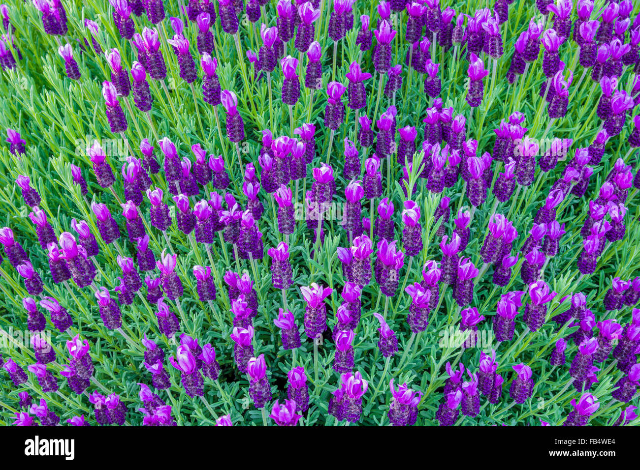 Lavender Wildflowers (Lavandula), Vancouver Island, Canada Stock Photo