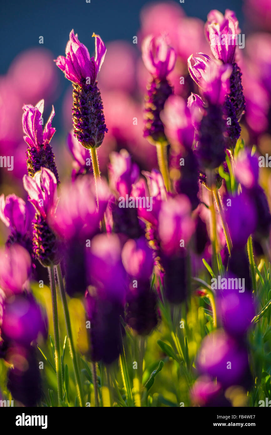 Lavender Wildflowers (Lavandula), Vancouver Island, Canada Stock Photo