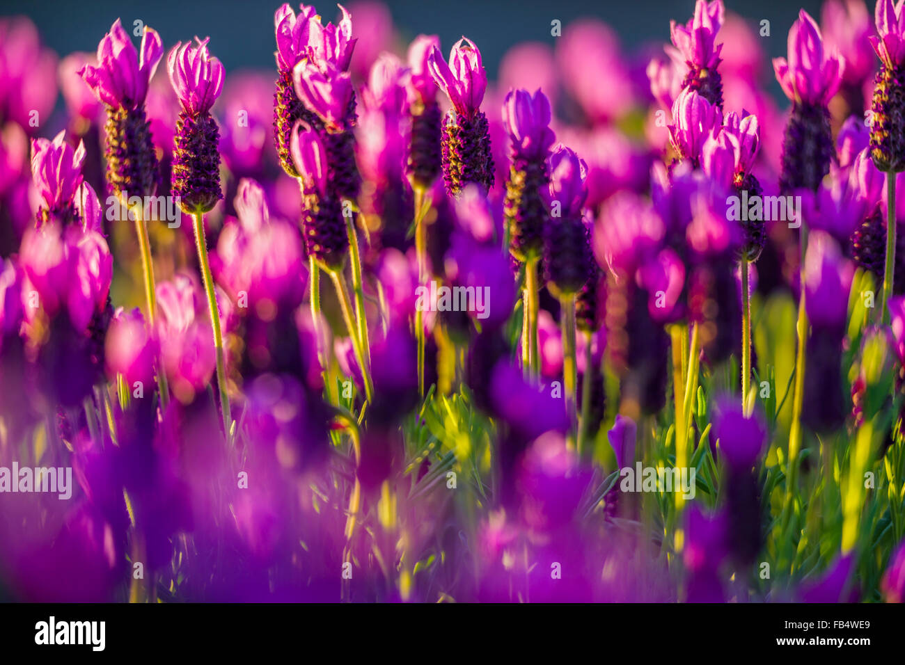 Lavender Wildflowers (Lavandula), Vancouver Island, Canada Stock Photo