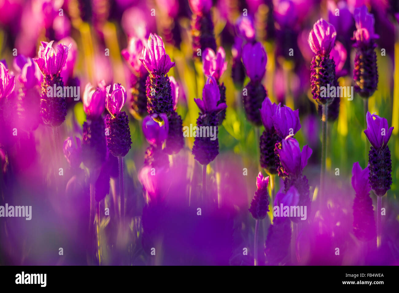 Lavender Wildflowers (Lavandula), Vancouver Island, Canada Stock Photo
