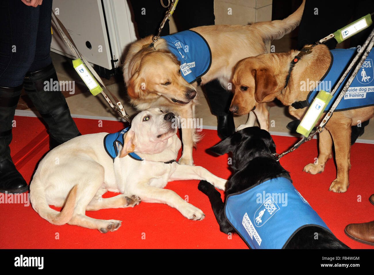 The Guide Dogs For The Blind Association annual awards 2015 at the Hilton - Arrivals  Featuring: Guide Dogs Where: London, United Kingdom When: 09 Dec 2015 Stock Photo