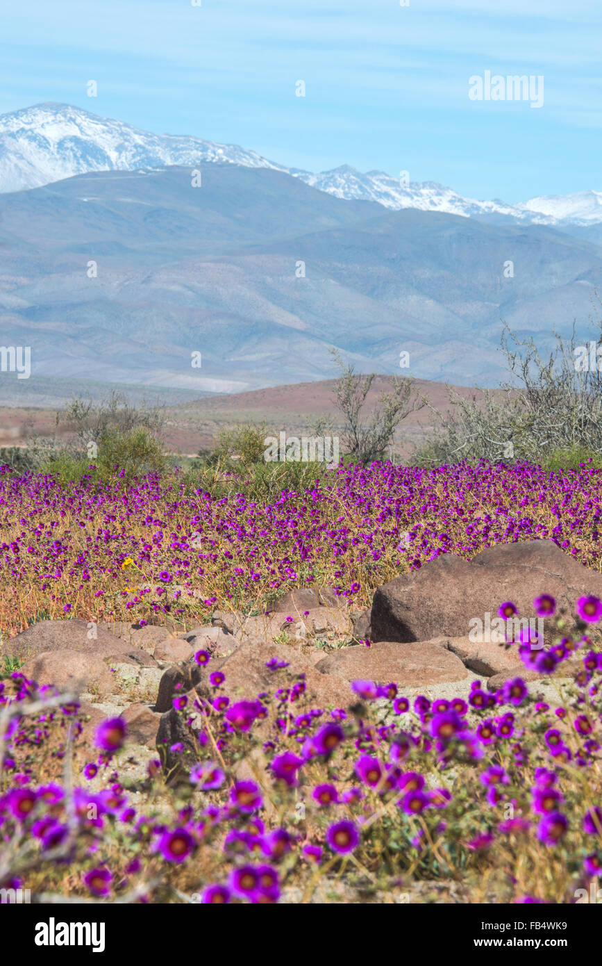 Flowering desert (Spanish: desierto florido) in the Chilean Atacama. The event is related to the El Nino phenomenon Stock Photo