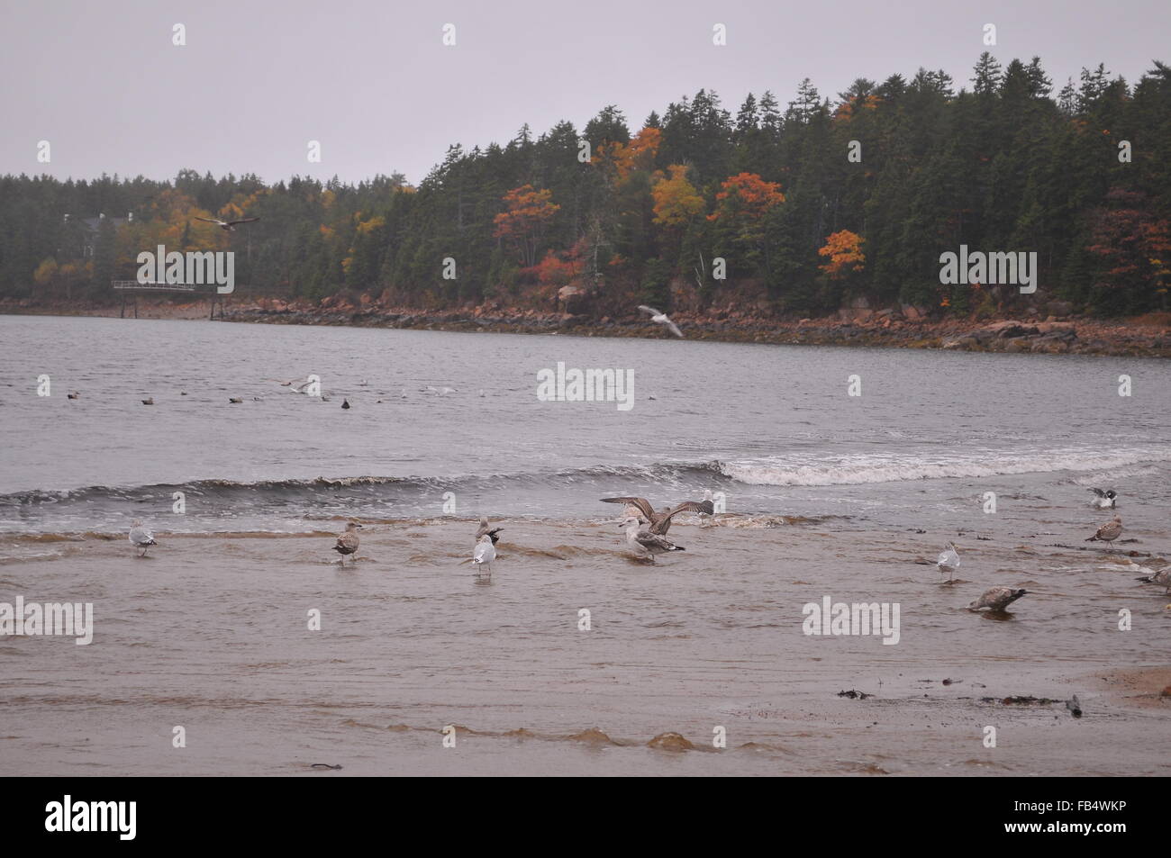 Gulls along the beach Stock Photo