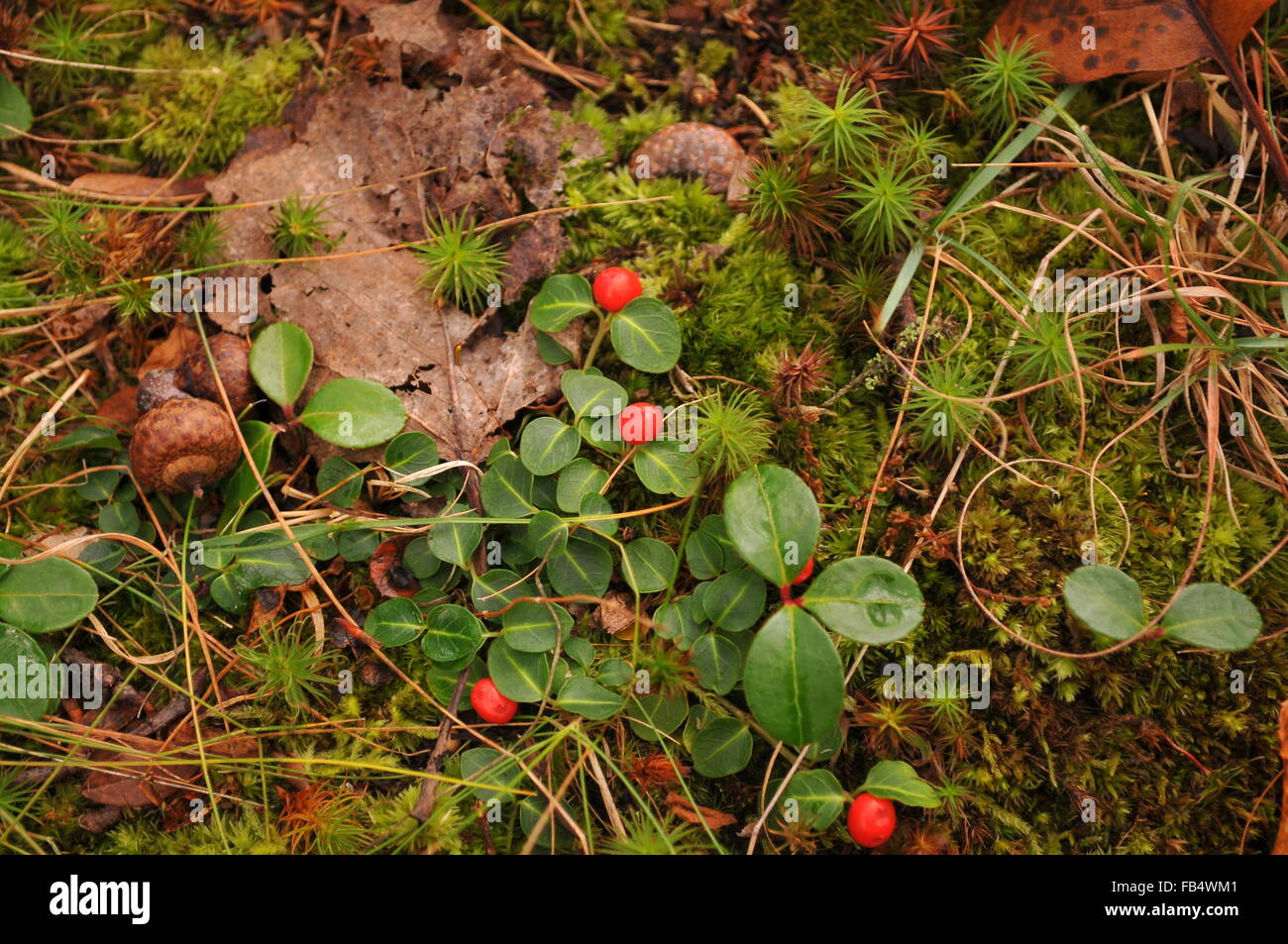 Vegetation in Acadia National Park Stock Photo