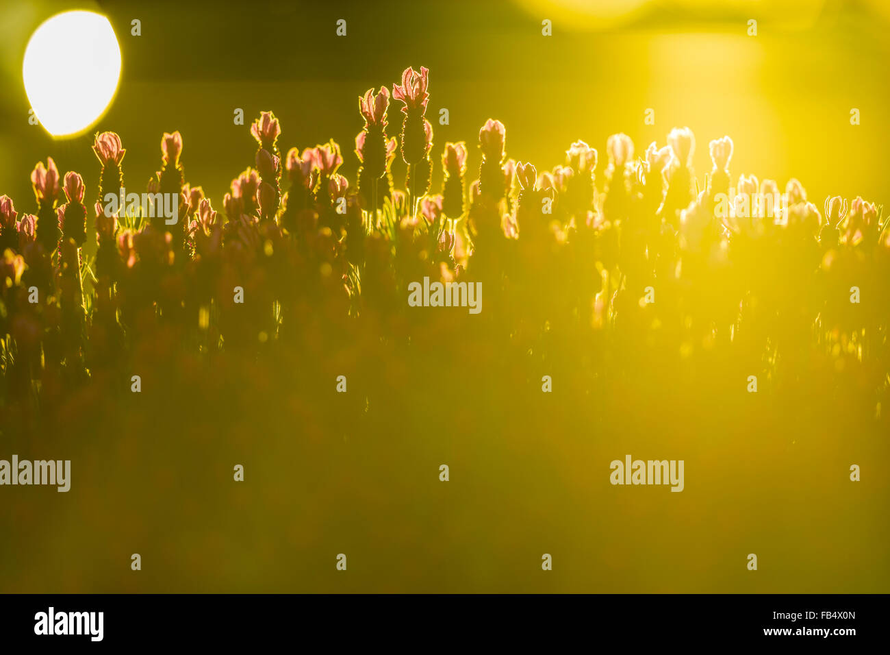 Lavender Wildflowers (Lavandula), Vancouver Island, Canada Stock Photo