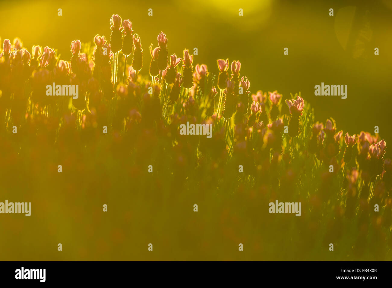 Lavender Wildflowers (Lavandula), Vancouver Island, Canada Stock Photo