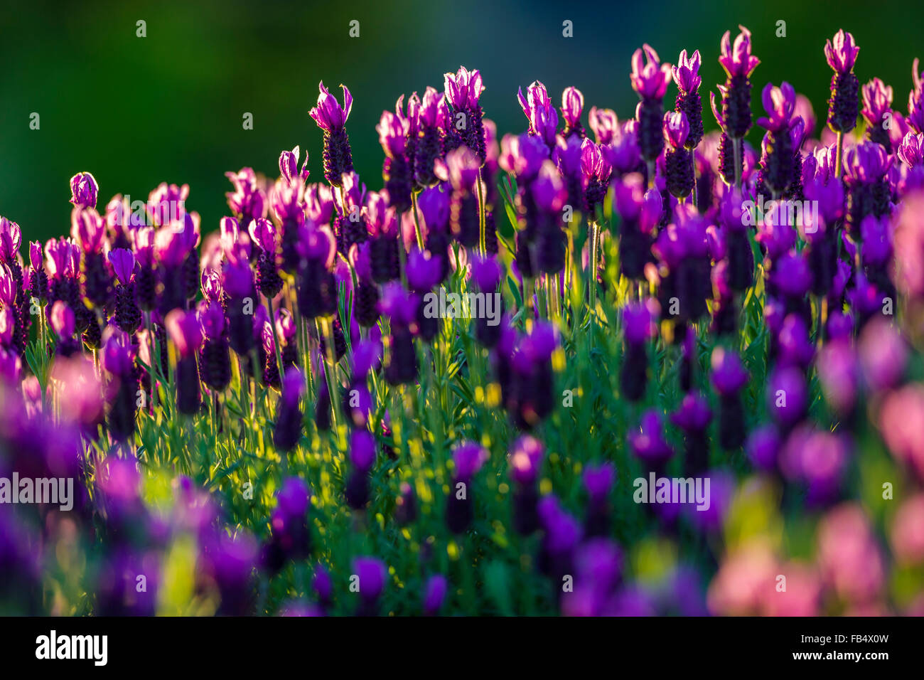Lavender Wildflowers (Lavandula), Vancouver Island, Canada Stock Photo