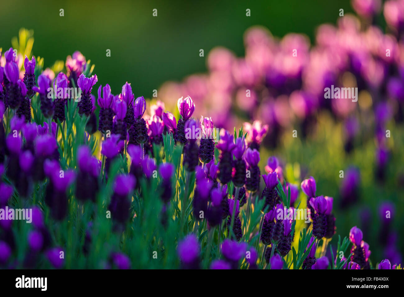 Lavender Wildflowers (Lavandula), Vancouver Island, Canada Stock Photo