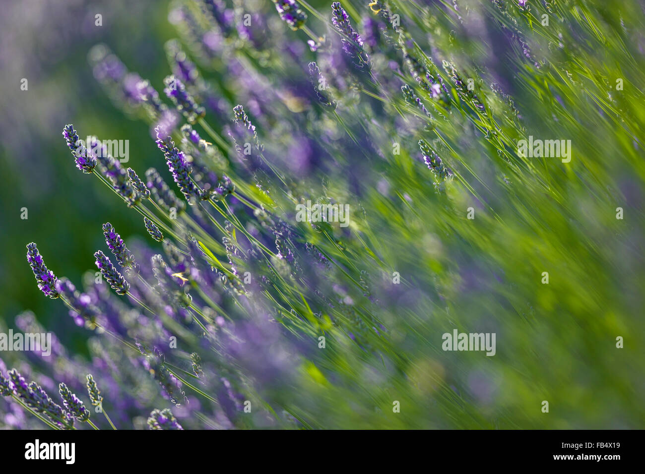 Lavender Wildflowers (Lavandula), Vancouver Island, Canada Stock Photo