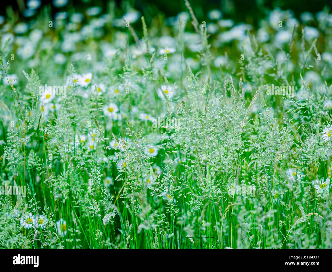 Daisy flowers, Vancouver Island, Canada Stock Photo