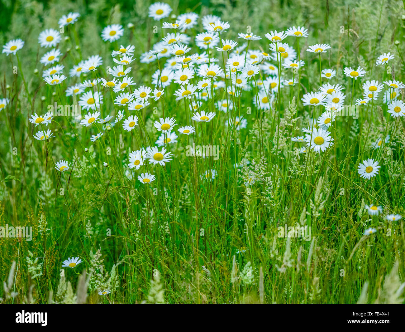 Daisy Flowers on Vancouver Island, Canada Stock Photo