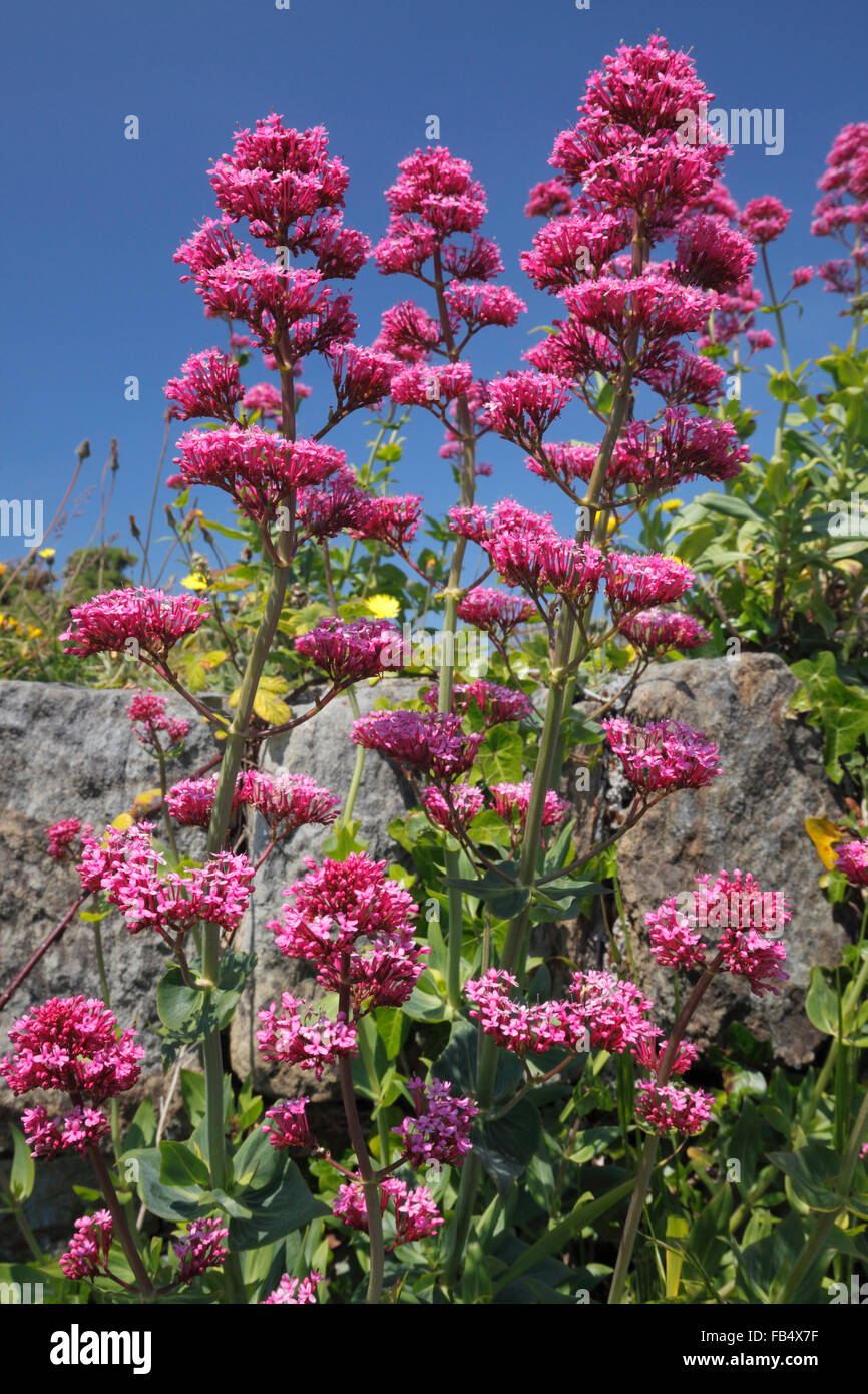 Red Valerian (Centranthus ruber) Stock Photo