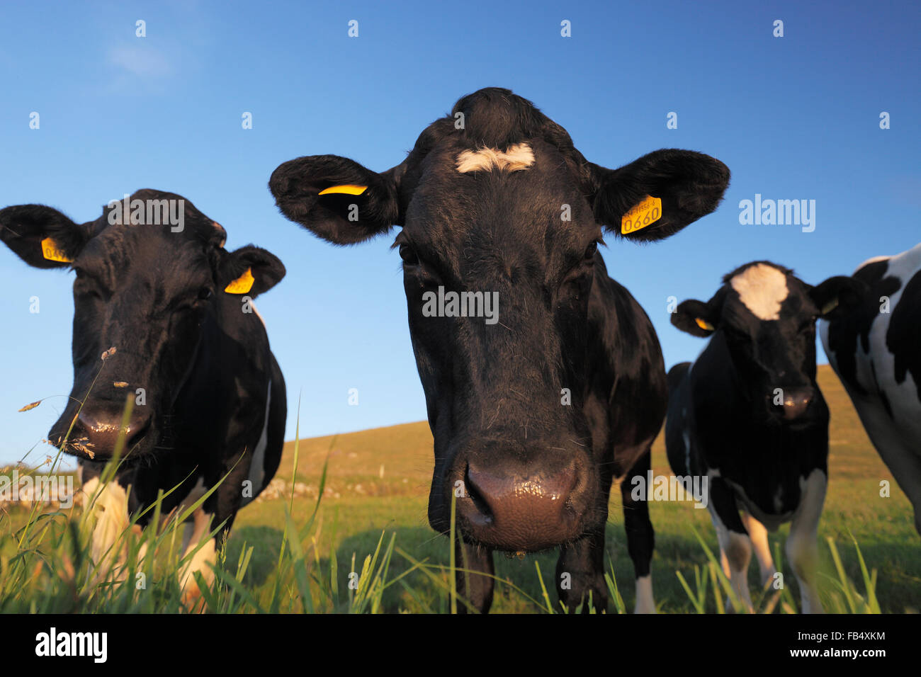 Black and white cows hi-res stock photography and images - Alamy