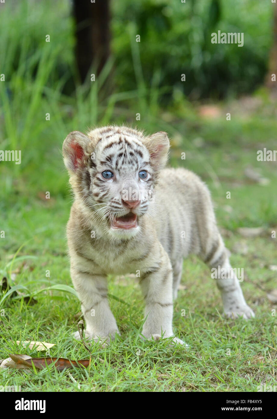 White bengal tiger standing panthera hi-res stock photography and