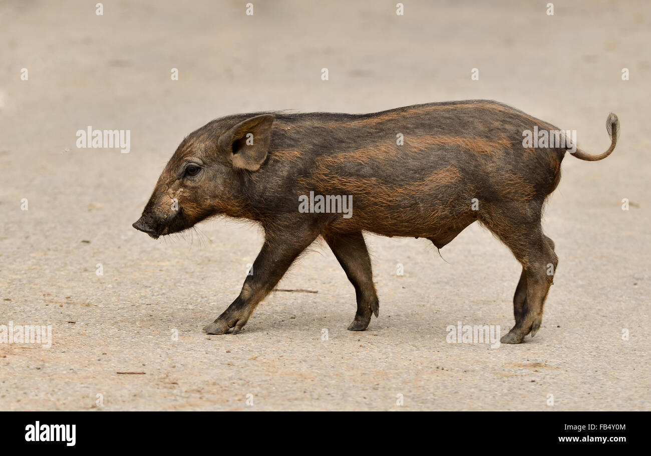 baby wild boar in nature Stock Photo