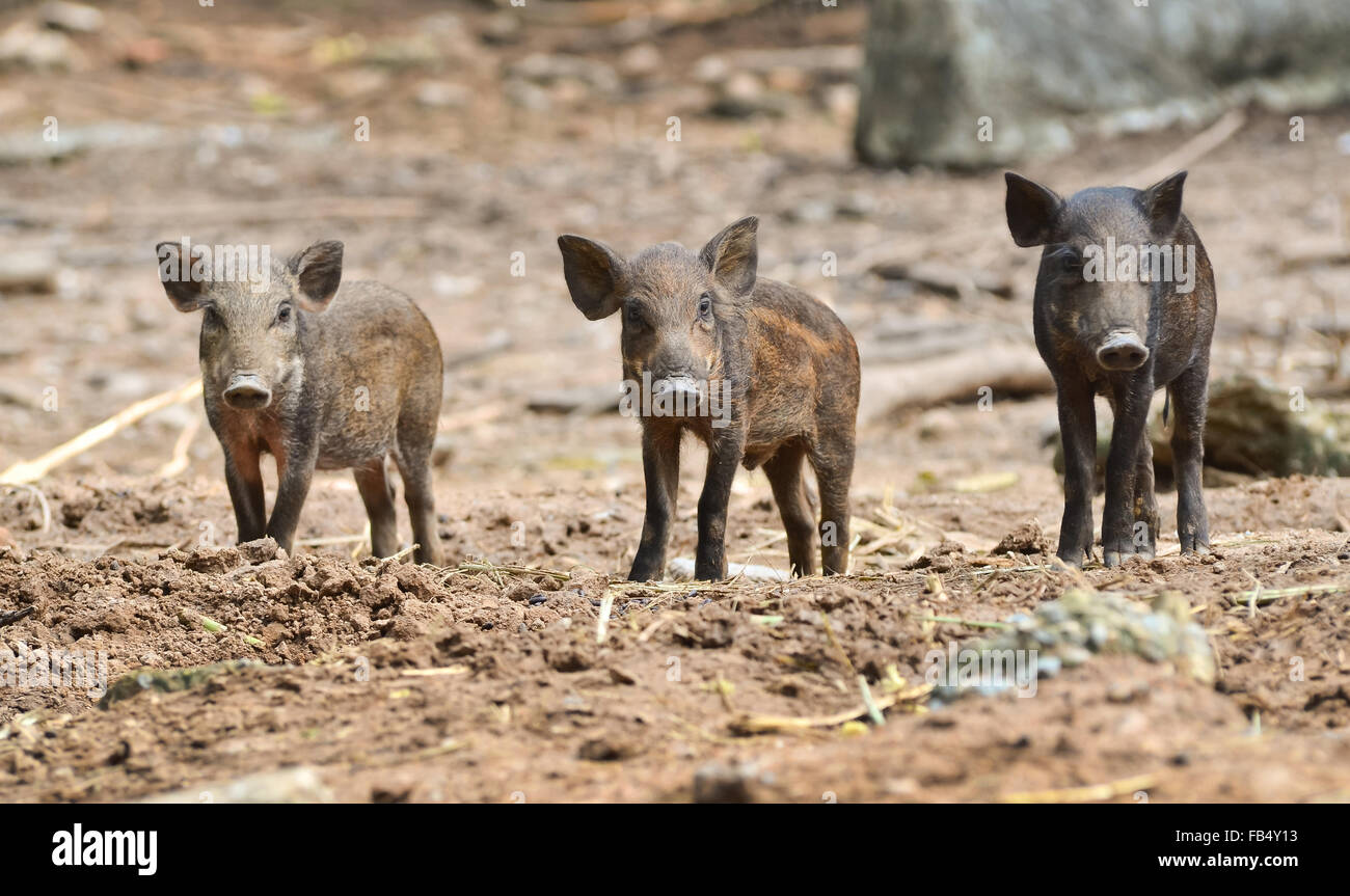 baby wild boar in nature Stock Photo
