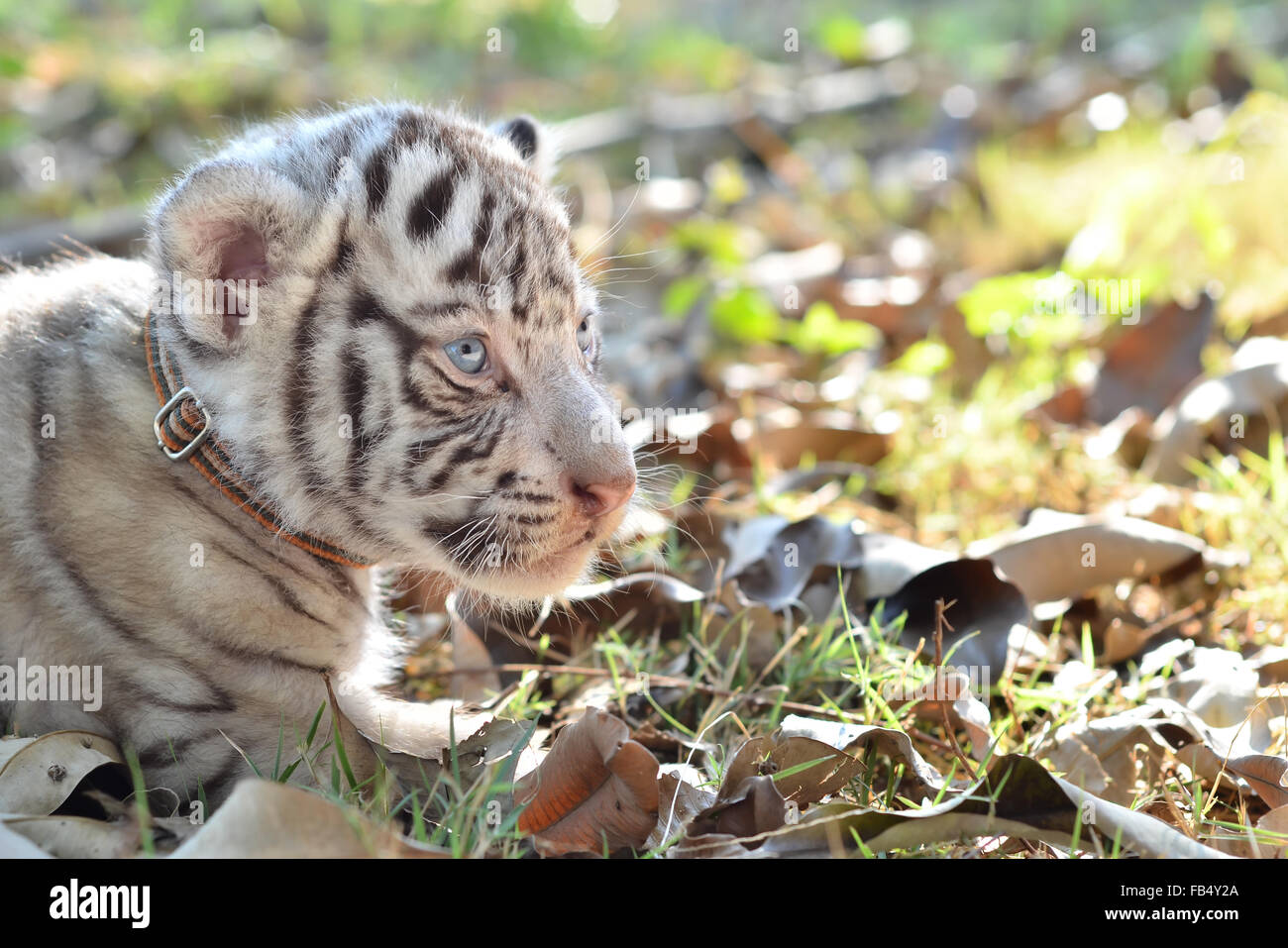 Beautiful white baby tiger 🐯.so - Amazing Animal Photos