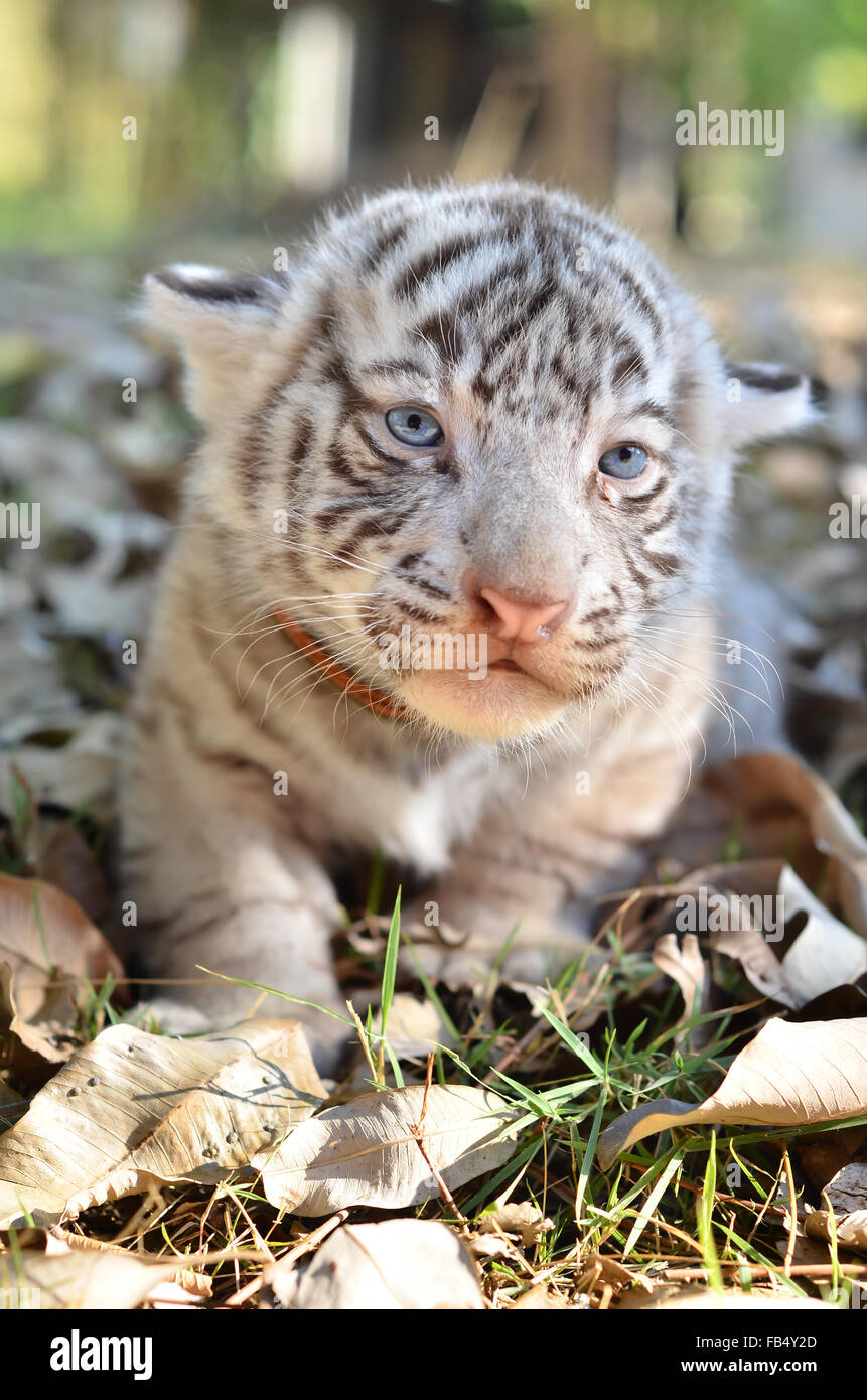 white tiger cubs with blue eyes