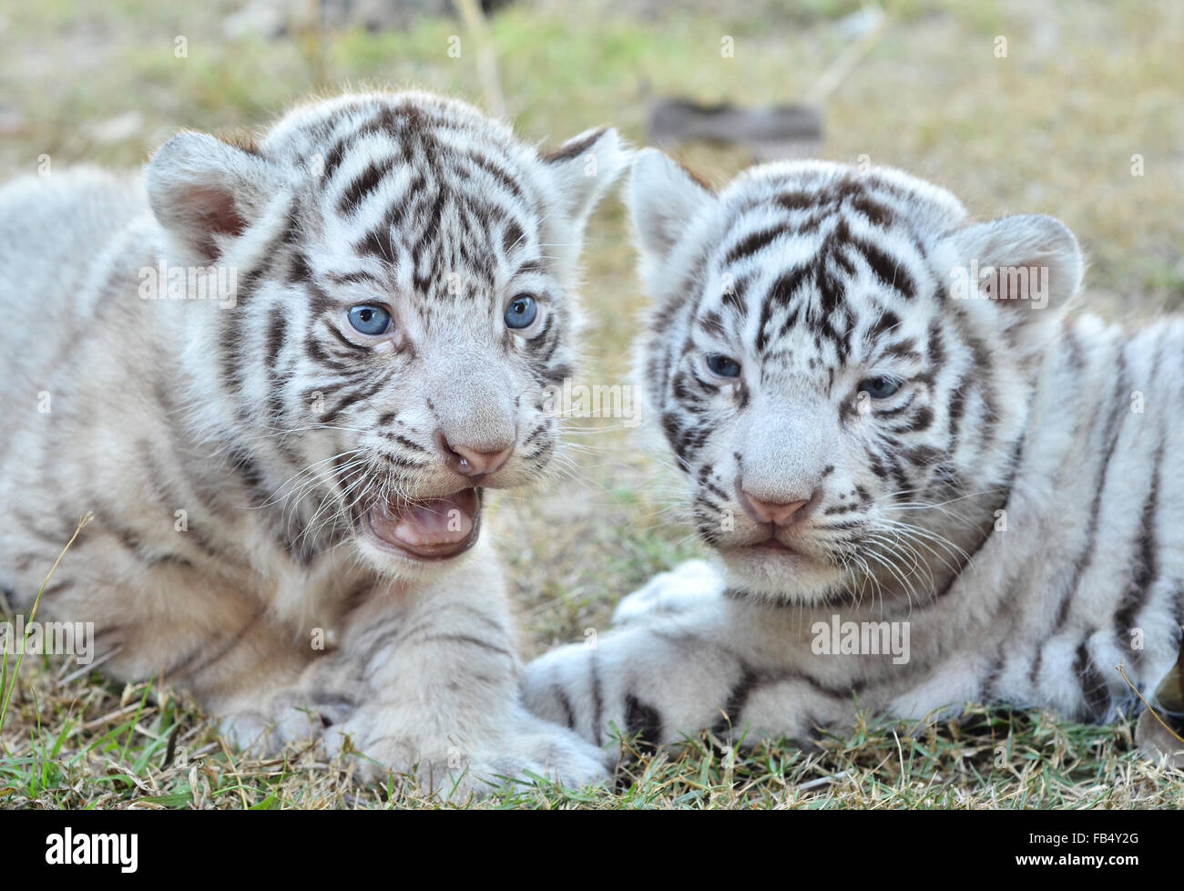 Cute Newborn White Tiger Cub On Stock Photo 308915354