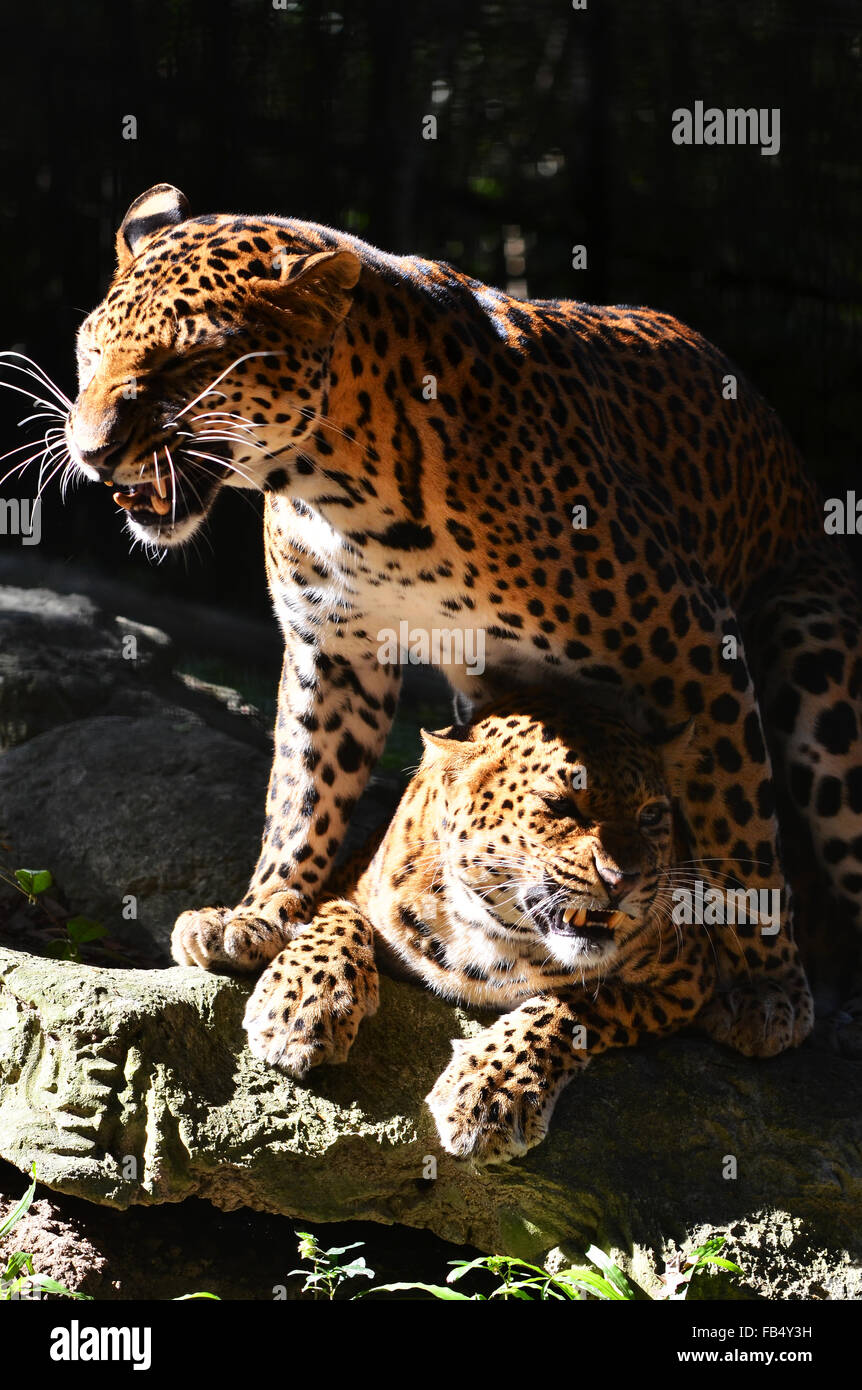 leopard breeding on the rock Stock Photo - Alamy